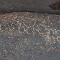 Zeylanidium subulatum (Gardner) C.Cusset